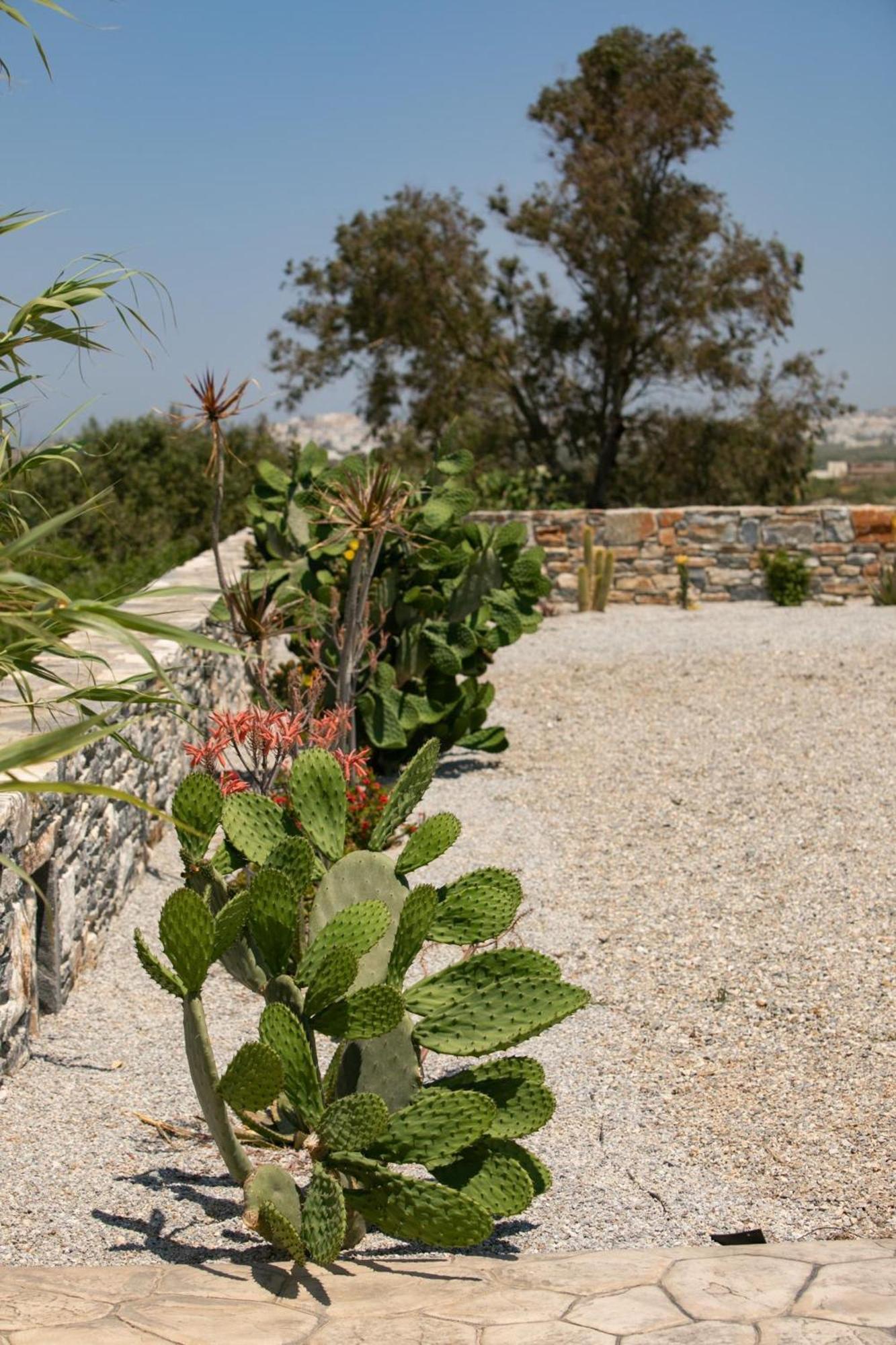 Olives Rocks Naxian Villas Agia Anna  Bagian luar foto